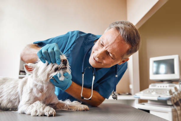 Best Emergency Treatment for Dental Infections or Abscesses in Morenci, AZ